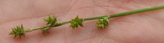 Carex atlantica atlantica