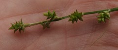 Carex atlantica atlantica