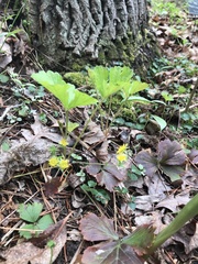 Waldsteinia