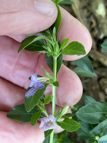 Dyschoriste oblongifolia image