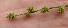 Carex atlantica atlantica
