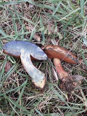 Neoboletus xanthopus