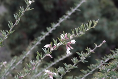 Chamaecytisus prolifer image