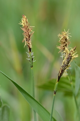 Carex panicea