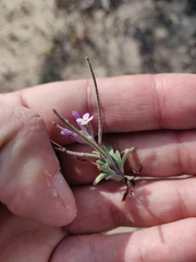 Malcolmia ramosissima