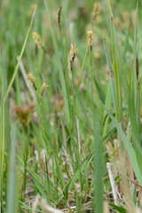Carex panicea