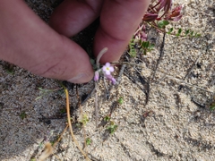 Malcolmia ramosissima
