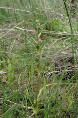 Trinia hispida