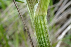 Trinia hispida
