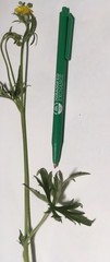 Ranunculus multifidus