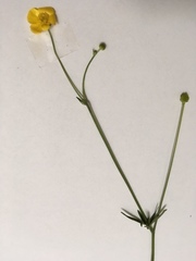 Ranunculus multifidus