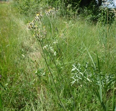 Pilosella auriculoides