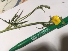 Ranunculus multifidus