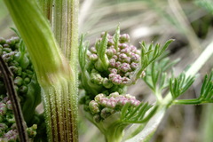 Trinia hispida
