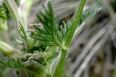 Trinia hispida