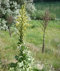 Mullein (Verbascum speciosum)