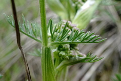 Trinia hispida