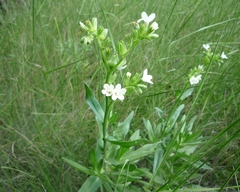 Anchusa ochroleuca