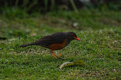 Turdus abyssinicus