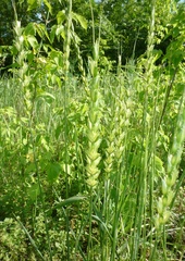 Aegilotriticum sancti-andreae