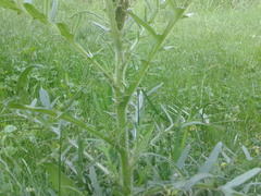 Cirsium ukranicum