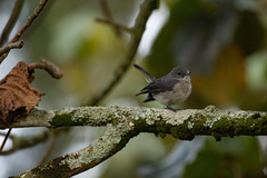 Melaenornis fischeri