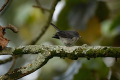 Melaenornis fischeri