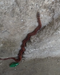Coniophanes meridanus