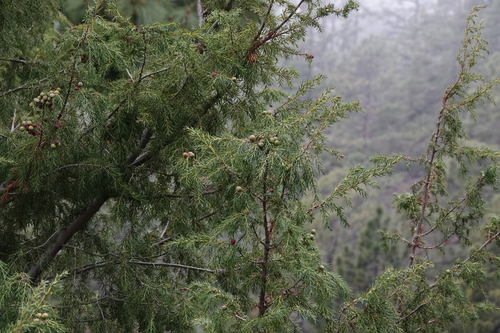 Canary Islands juniper