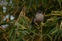 Melaenornis fischeri