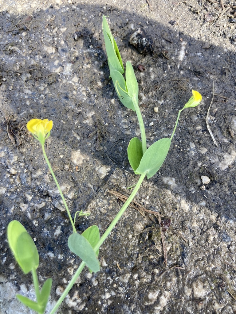 Yellow Vetchling