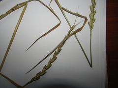 Aegilotriticum sancti-andreae