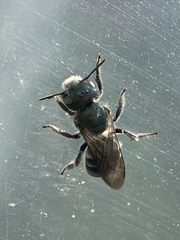 Osmia caerulescens