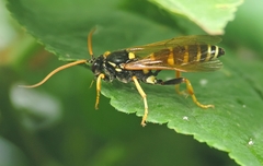 Ichneumon sexcinctus