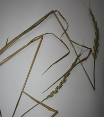 Aegilotriticum sancti-andreae