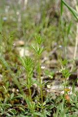 Galium tenuissimum