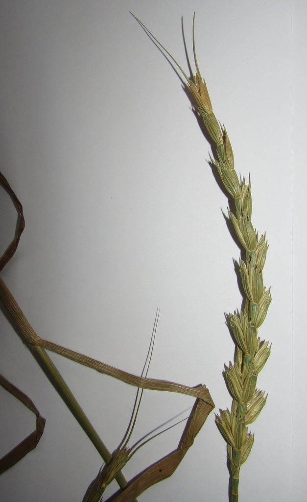 × Aegilotriticum