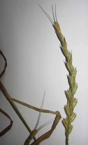 X Aegilotriticum