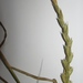 × aegilotriticum sancti-andreae - Photo 由 Oleksandr Shynder 所上傳的 (c) Oleksandr Shynder，保留部份權利CC BY-NC