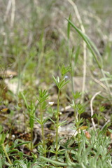 Galium tenuissimum