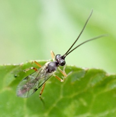 Limneriini