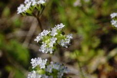 Valerianella turgida