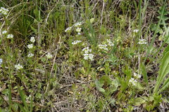 Valerianella turgida
