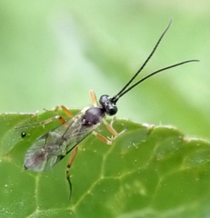 Limneriini