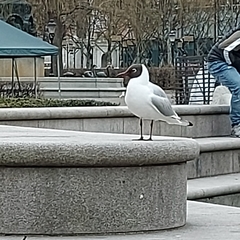 Chroicocephalus ridibundus