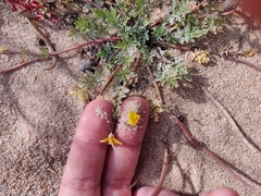 Hypecoum procumbens