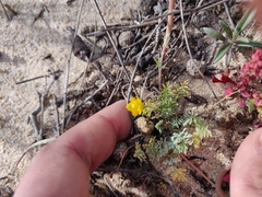 Hypecoum procumbens