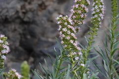 Echium virescens image