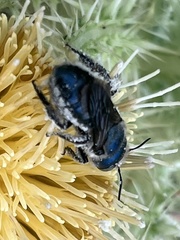 Osmia chalybea