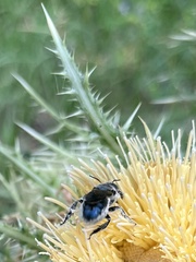 Osmia chalybea